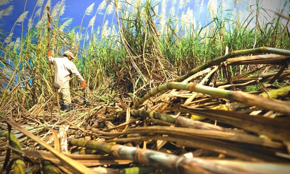 World Bank report on sugar cane sector review to be made public