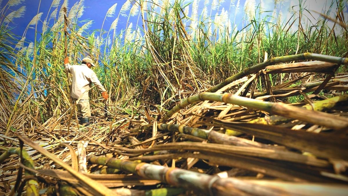 World Bank report on sugar cane sector review to be made public