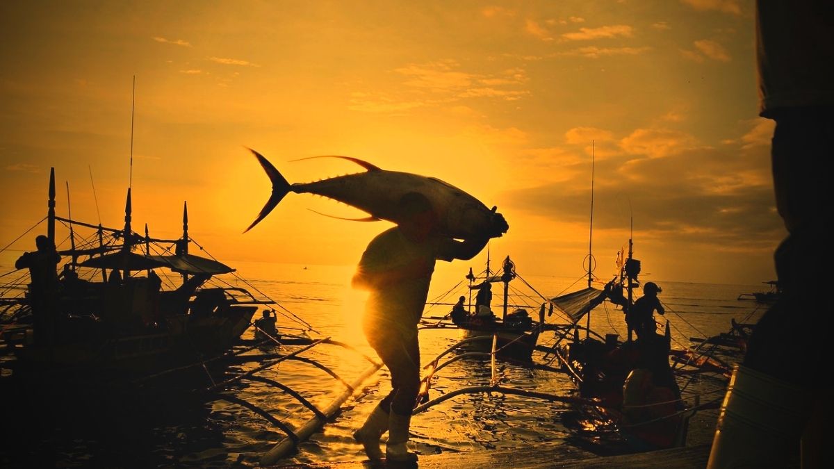Indian Ocean tuna stocks still in danger of collapse, NGOs warn