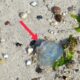 Jellyfish alert at Mont Choisy and Trou-aux-Biches