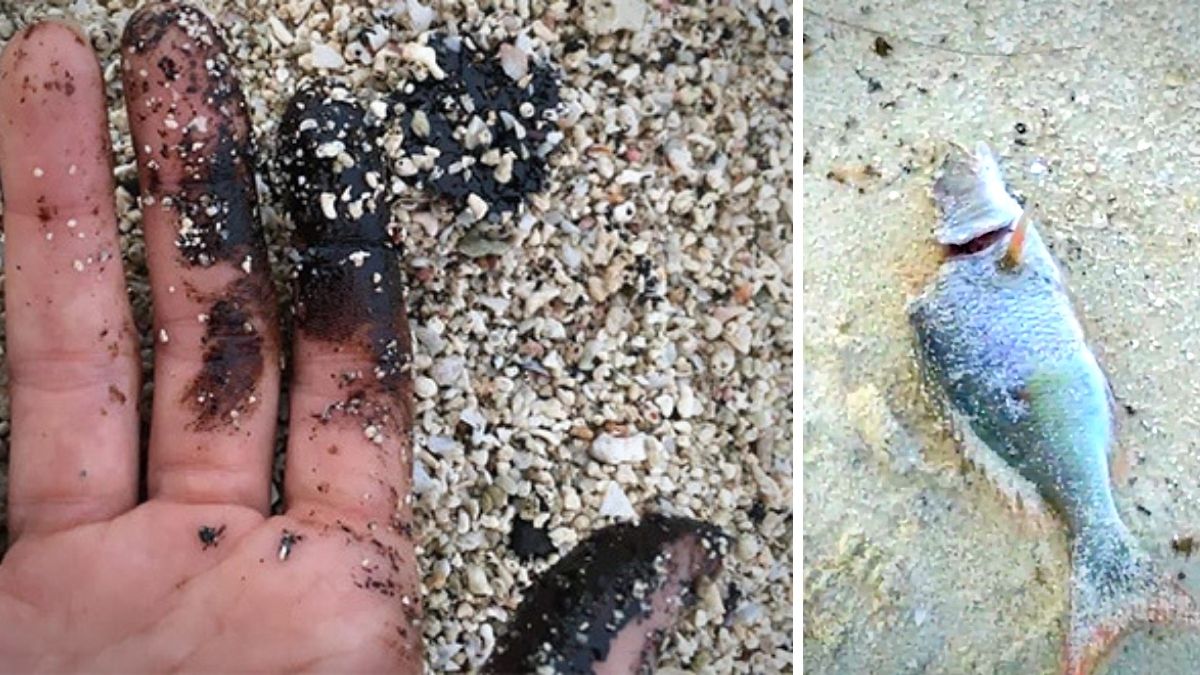 Dead fish and 'residual Wakashio oil' wash ashore