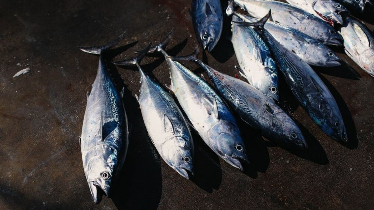 Indian Ocean fishing company bags MSC certification