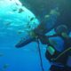 Mauritian diver saves 'frightened' giant sperm whale