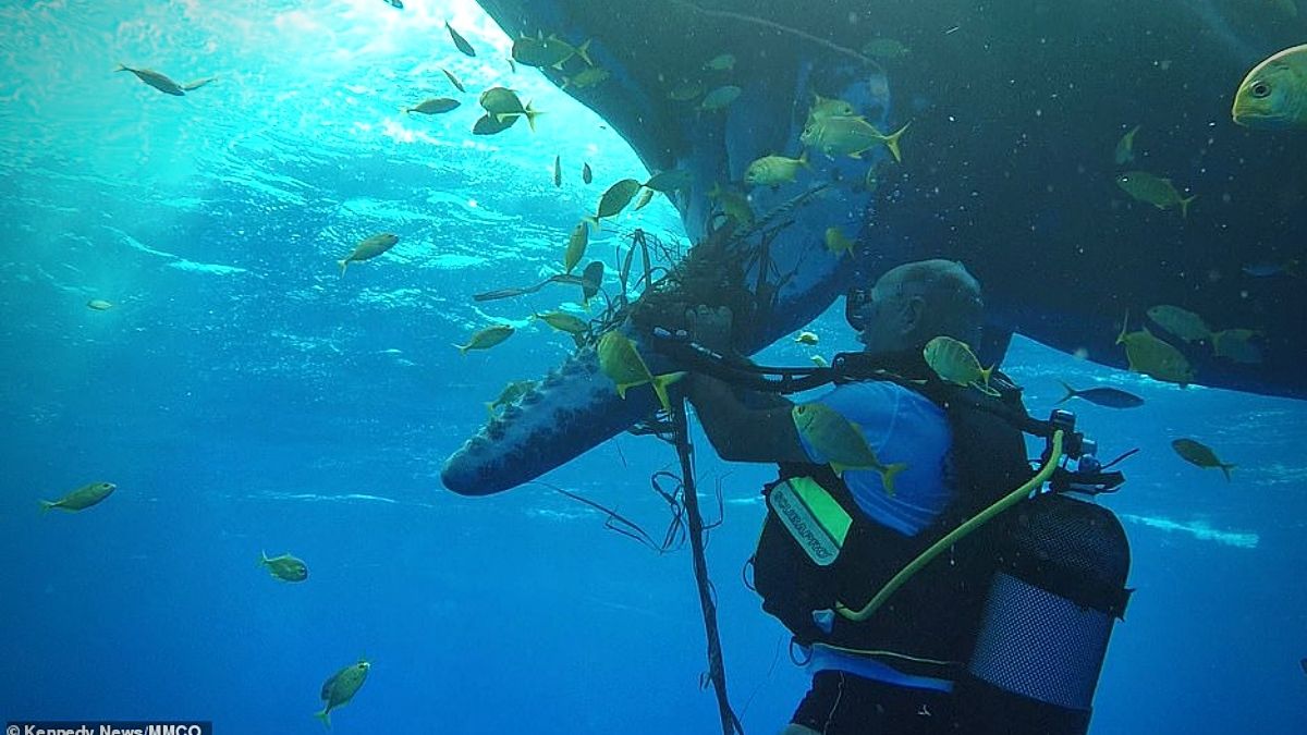 Mauritian diver saves 'frightened' giant sperm whale