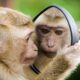 UK refuses to stop import of Mauritian macaques