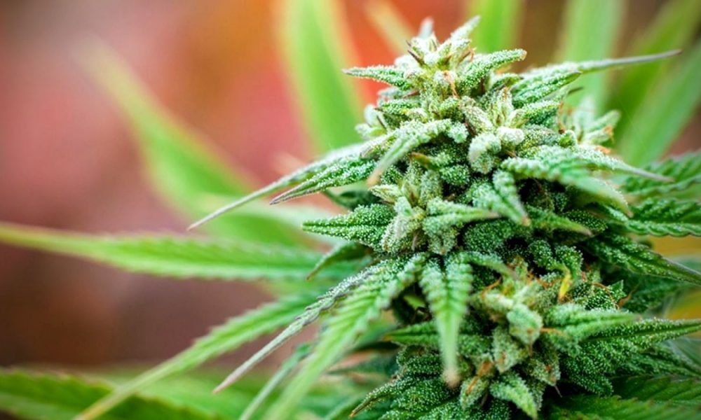 Mauritius to start research and trials on low-THC variety of Cannabis