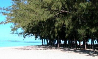 ‘Filaos’ to be removed at main beaches around island