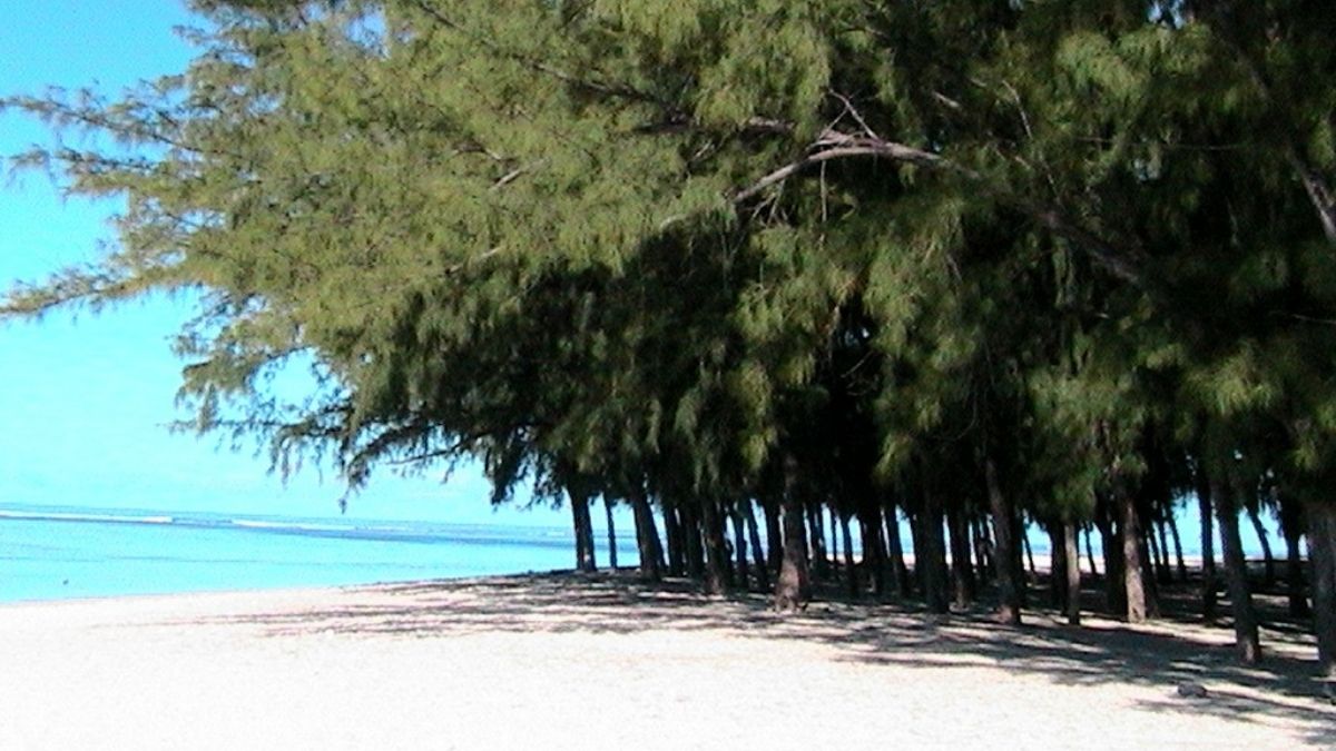 ‘Filaos’ to be removed at main beaches around island
