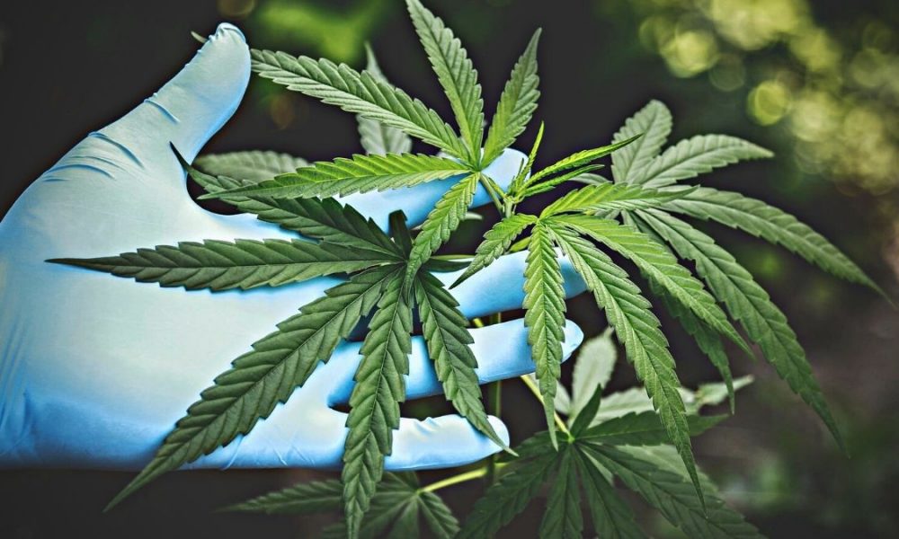 Cultivation of cannabis for medicinal purposes:The report is ready