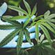 Mauritius moves to decriminalise consumption of Cannabis, drugs