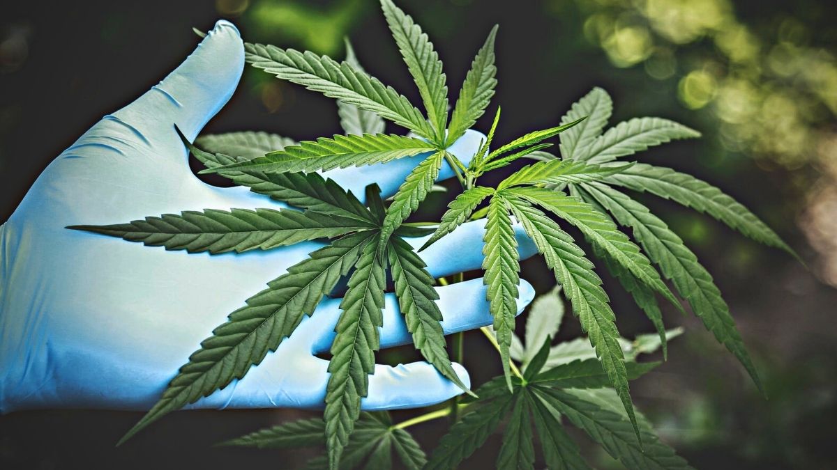 Mauritius moves to decriminalise consumption of Cannabis, drugs