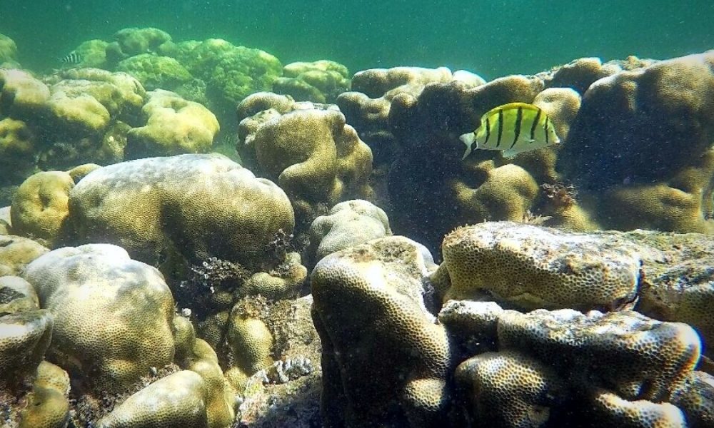 Coral reefs off coast Mauritius at risk of collapse, study reveals