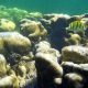 Coral reefs off coast Mauritius at risk of collapse, study reveals