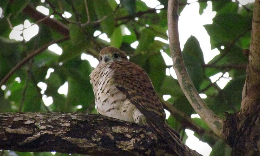 Mauritius Kestrel to be declared island's National Bird