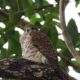 Mauritius Kestrel to be declared island's National Bird