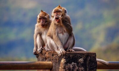 Panic in the U.S. after lab-bound Mauritian monkeys escape during accident