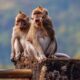 Europe-wide campaign against Mauritius trade in monkeys for research