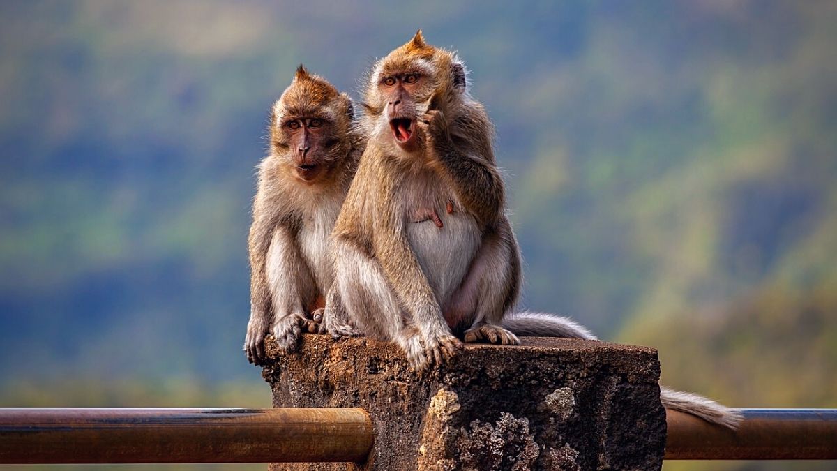 Panic in the U.S. after lab-bound Mauritian monkeys escape during accident