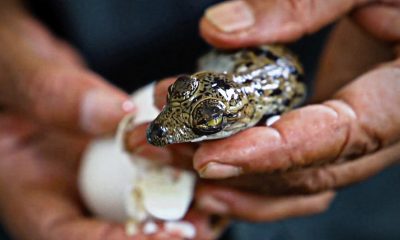 Video showing Mauritian zookeeper helping baby crocodile to hatch goes viral