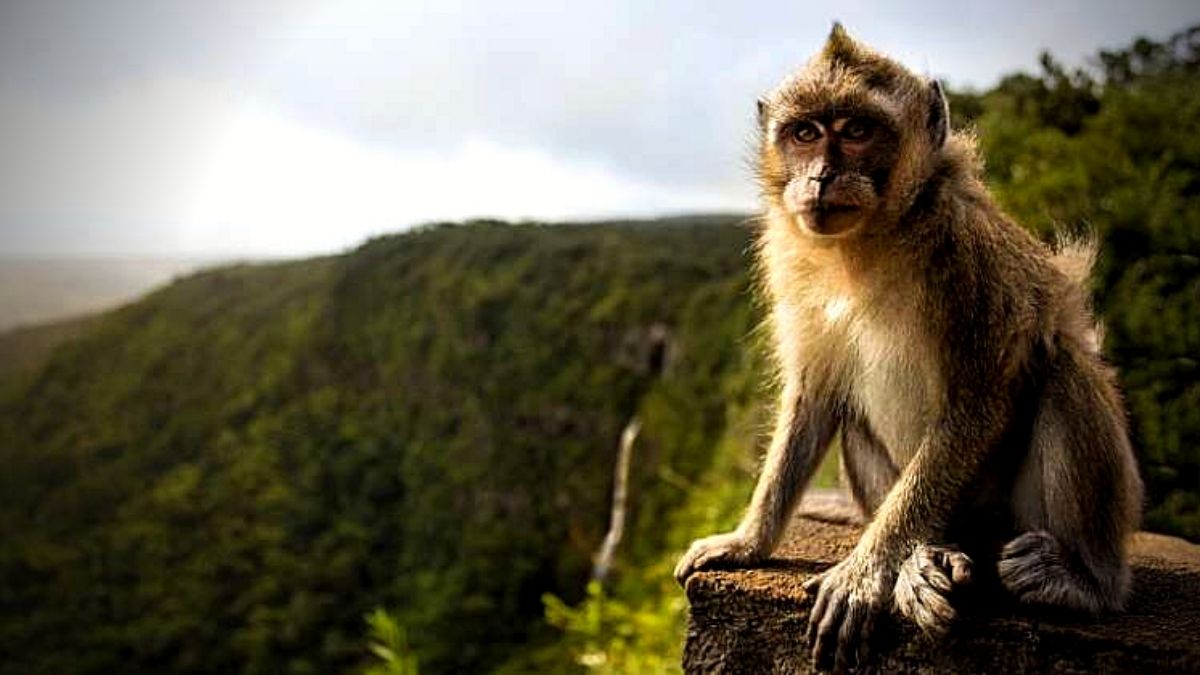 The macaque monkeys of Mauritius: an invasive alien species, and a major export for research