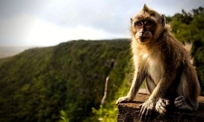 Monkeys imported from Mauritius cause Tuberculosis outbreak in Michigan lab