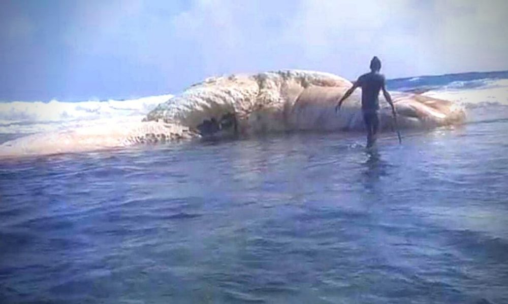Body of whale washes ashore in Rodrigues