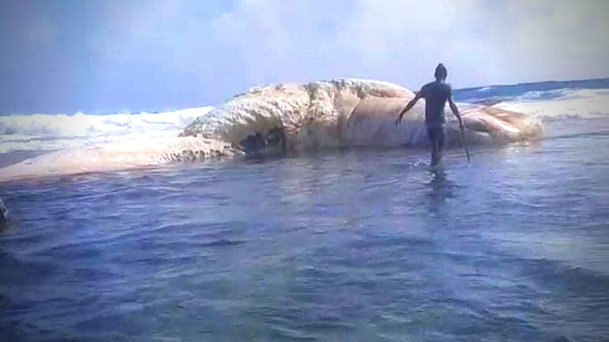 Body of whale washes ashore in Rodrigues