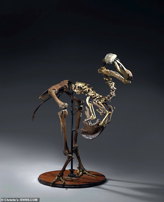 Mauritian Dodo could soon be brought back to life after scientists extract DNA sample