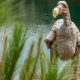 Mauritian Dodo could soon be brought back to life after scientists extract DNA sample