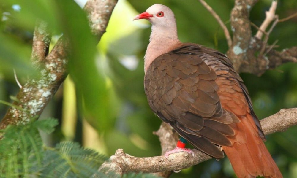 Mauritius' Pink pigeons need a 'genetic rescue' to survive extinction