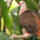 Mauritius' Pink pigeons need a 'genetic rescue' to survive extinction
