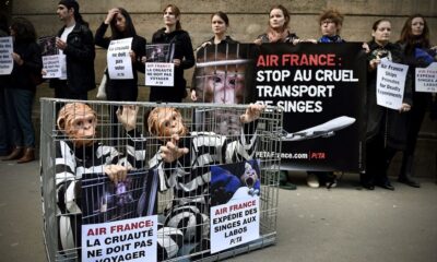 Air France to end Mauritius monkeys transports