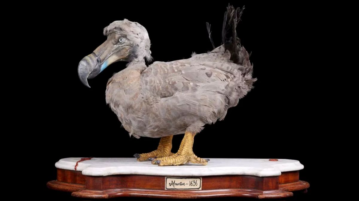 Rare collection of Dodo bones headed for auction in London