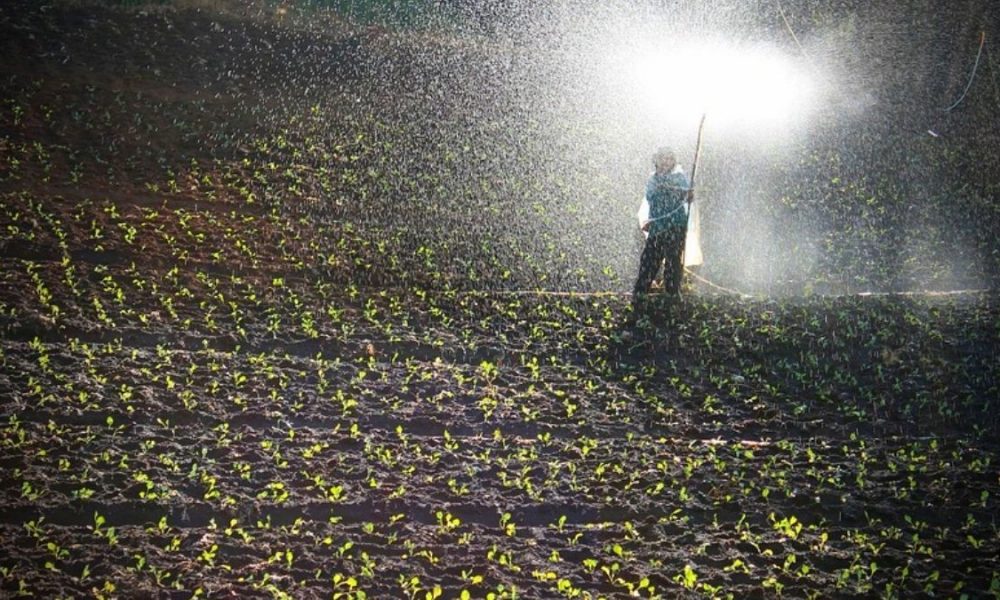 UN helps Mauritius tackle rising chemical fertilizer costs