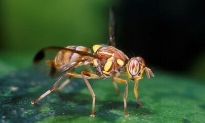 Mauritius to release 19 million laboratory-bred flies in Seychelles  