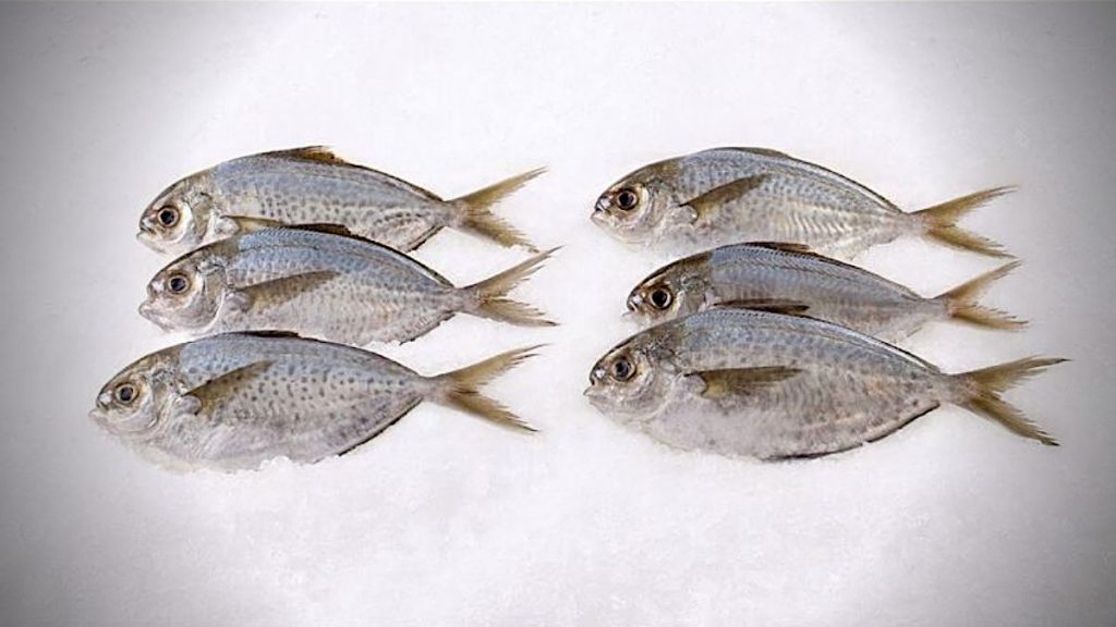 Butterfish to be removed from list of 'controlled fish species'