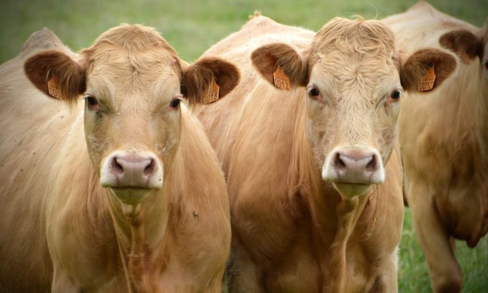 Likely disruption in supply of cattle and goat from South Africa