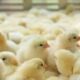 Mauritius to start importing chicks from Kenya
