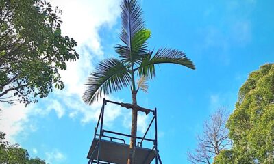 The ‘Lonesome Palm’ in Curepipe is the last surviving member of its species