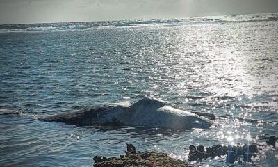Dead baby sperm whale found washed up on Rodrigues coast