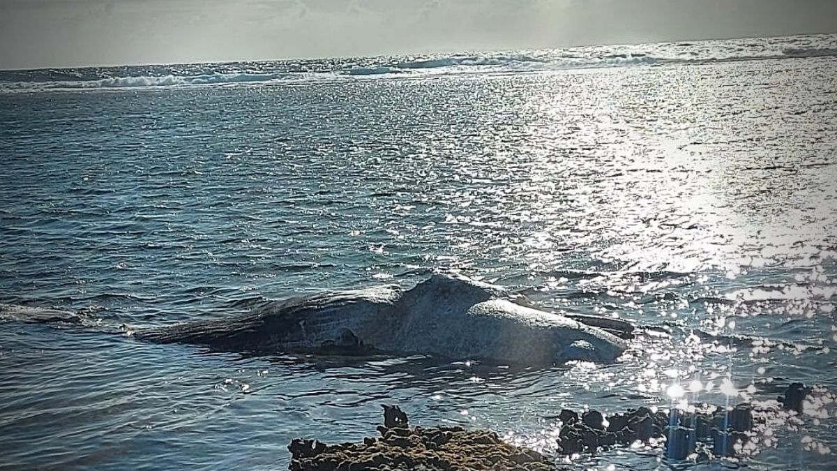 Dead baby sperm whale found washed up on Rodrigues coast
