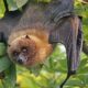 New coronavirus in bats is resistant to current vaccines