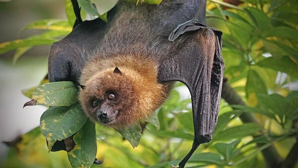 New coronavirus in bats is resistant to current vaccines