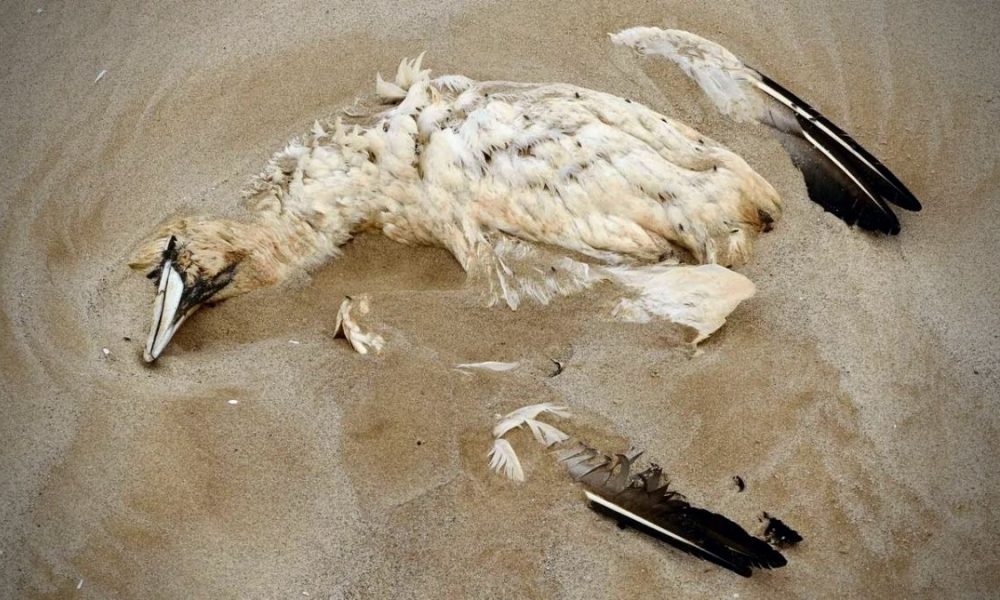 Mauritius raises Bird Flu alert level after resurgence of virus in Reunion Island