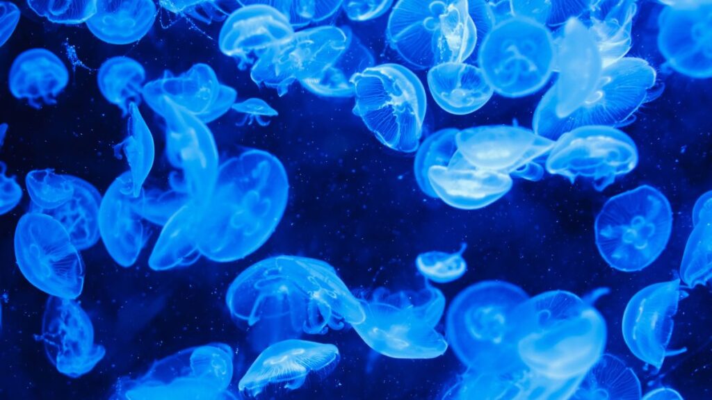 Jellyfish alert at Mont Choisy and Trou-aux-Biches