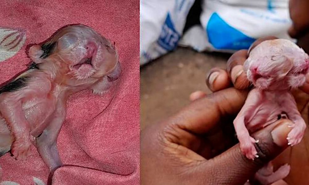 <strong>DID YOU SEE THIS? Kitten in Mauritius born with two heads</strong>