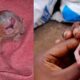 <strong>DID YOU SEE THIS? Kitten in Mauritius born with two heads</strong>