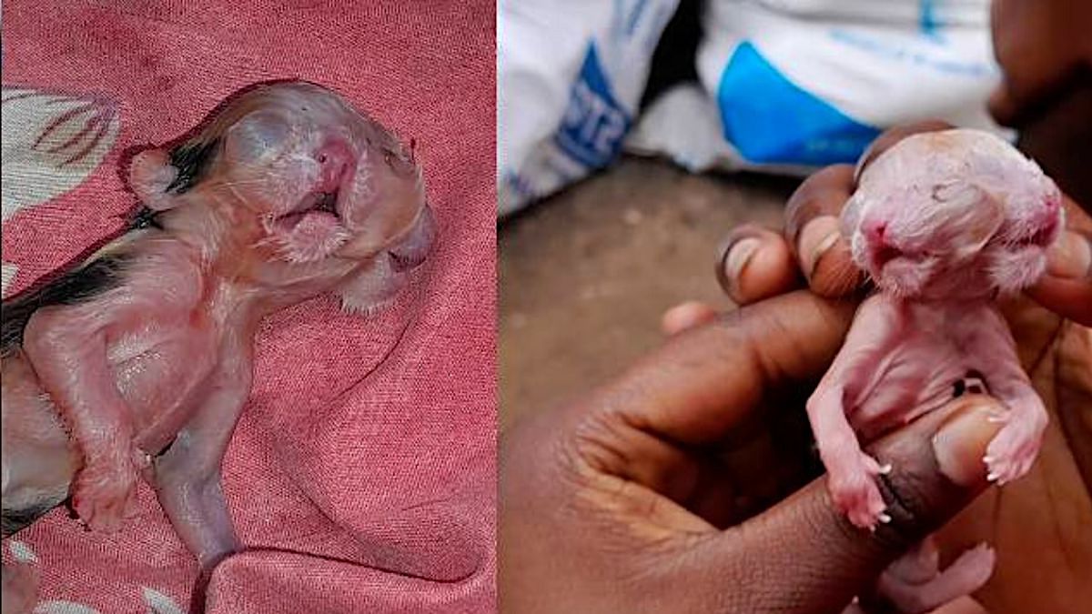 <strong>DID YOU SEE THIS? Kitten in Mauritius born with two heads</strong>