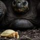 DNA of three species of ‘giant tortoises’ discovered in the Indian Ocean