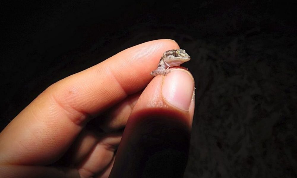 Over a hundred endangered tiny geckos released on Mauritius islet